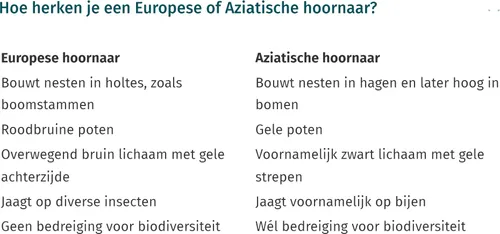 horenaar 1