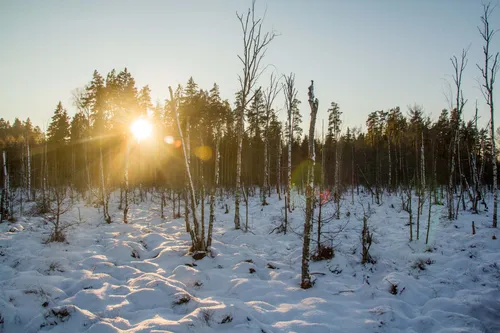 Dubravos pažintinis takas žiemą