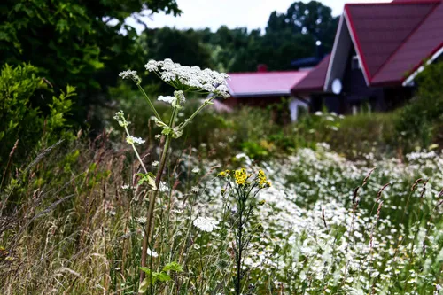 Sosnovskio barščiai Kaune