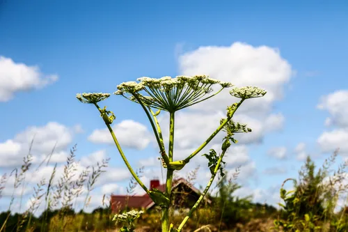 Sosnovskio barščiai Kaune