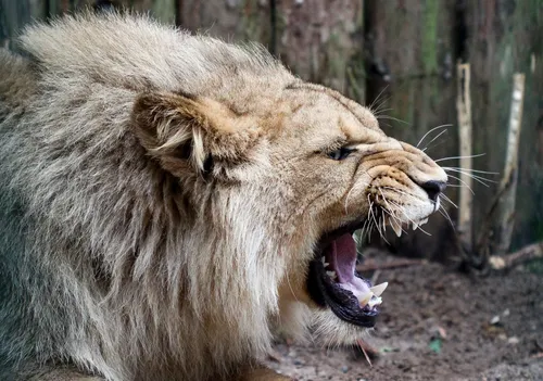 Nauji Kauno zoologijos sodo gyventojai - liūtai