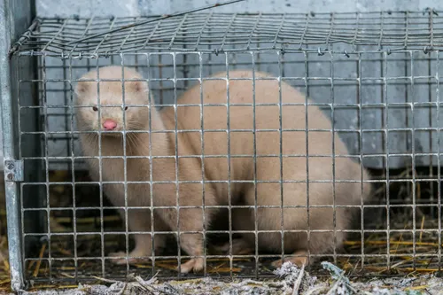 Audinių ferma prie Vilkijos