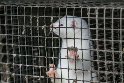 Audinių ferma prie Vilkijos