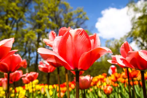 Gėlių žydėjimas botanikos sode