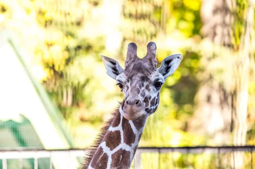 Naujos žirafos pristatymas