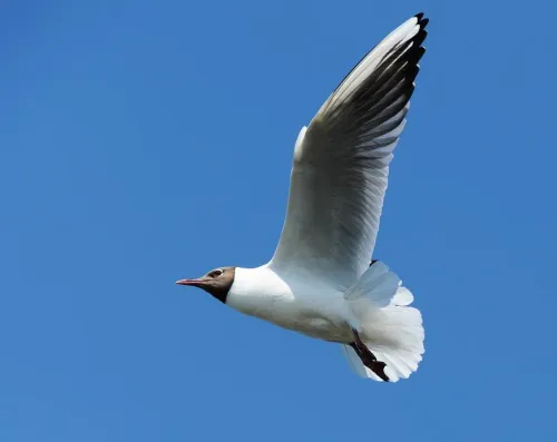 Kiras / LR Aplinkos ministerijos nuotr.