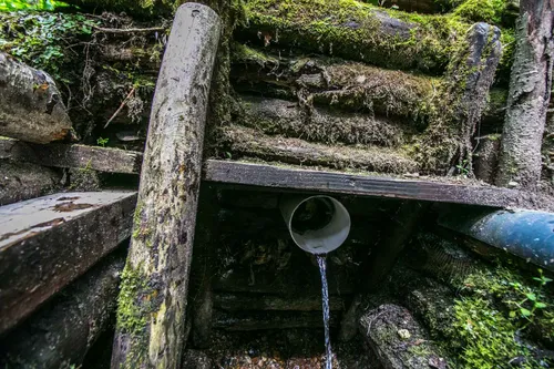 Kleboniškio miškas