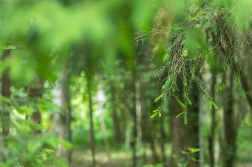 Kleboniškio miškas