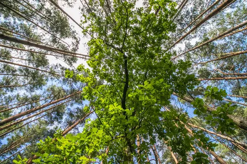 Kleboniškio miškas