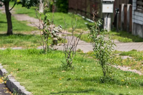 Kertami medžiai Zanavykų gatvėje