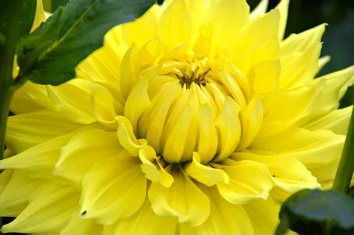 Botanikos sode sužydėjo jurginai