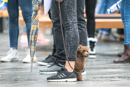 LSMU studentų šventinė eisena, šuo