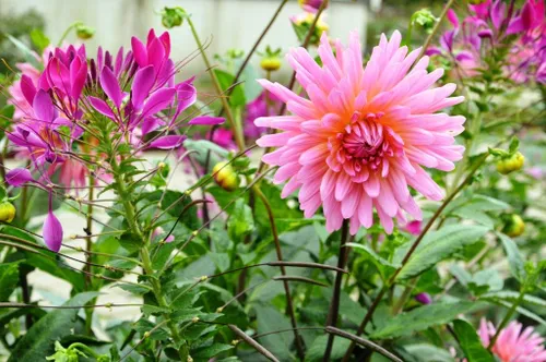 wigry arc5abnas balsevic48dius 2015 lt