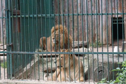 Lietuvos zoologijos sodo 80-mečio šventė