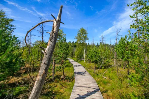 Dubravos rezervatinės apyrubės pažintinis takas