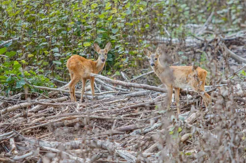 Elnių riaumojimas miške