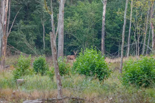 Elnių riaumojimas miške