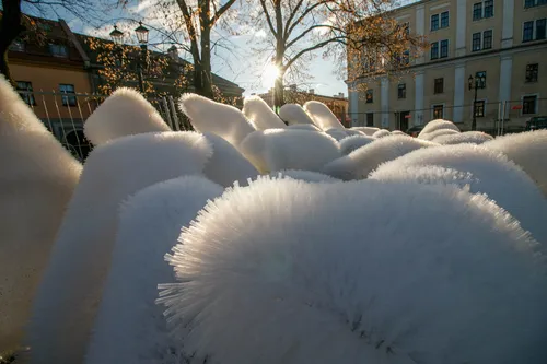 Rotušės aikštėje kyla Kauno kalėdinė eglutė
