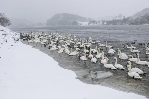 Gulbių lesykla Žemuosiuose Šančiuose