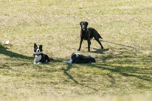 Pavasario šiluma užplūdo miestą, šunys