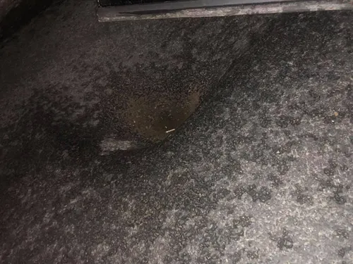 64678287 10156334280747393 7062618005062025216 n