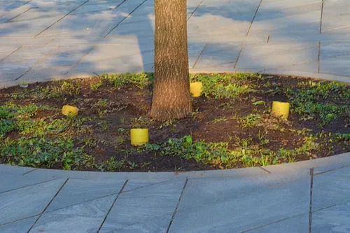 68259355 350414739233244 759996911158558720 n