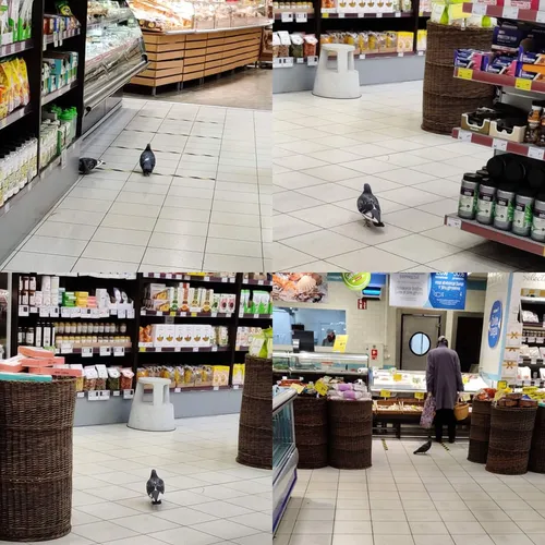 balandis rimi parduotuvje