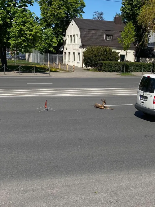 96425510 271575317218911 6863810286827077632 n