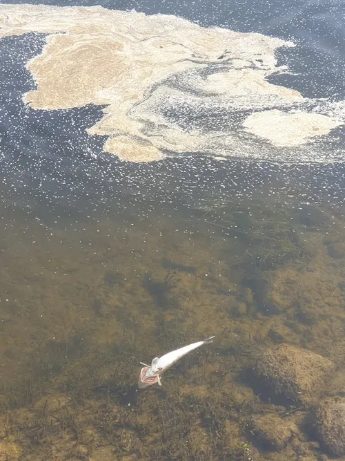 97239511 3789362471105564 6962253973793275904 n