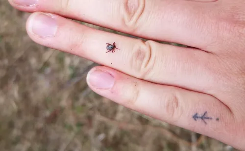 img 20200521 201752 745x1200 rotated