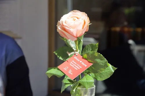 Vilniaus dovana Kaunui