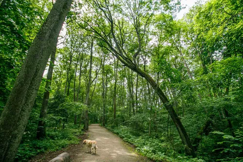 Skulptūros Kamšos draustinyje
