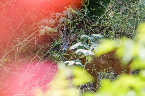 Stirna miesto centre