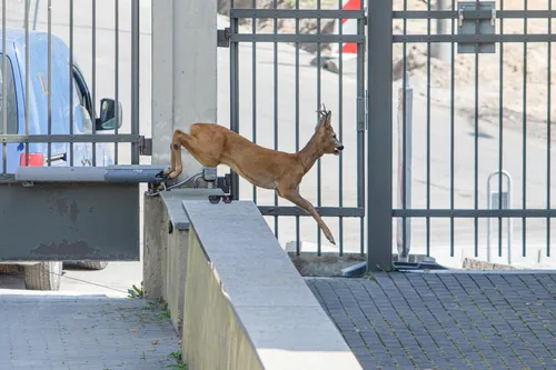 Stirna miesto centre