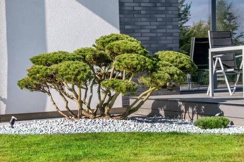 elda str viduje scaled