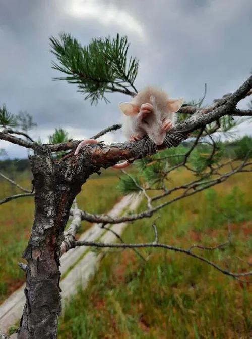 118791599_316457952977415_4724925332934812270_n