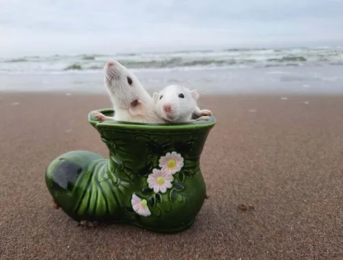 131918500_1377769052559165_3081932328795527453_n