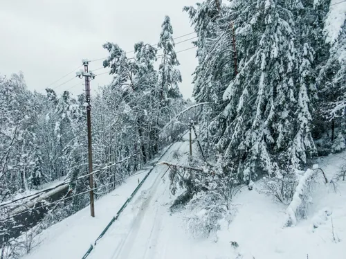 uzvirte medziai 86358955