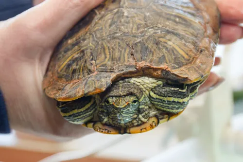 Egzotinių gyvūnų prieglauda