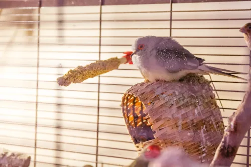 Egzotinių gyvūnų prieglauda