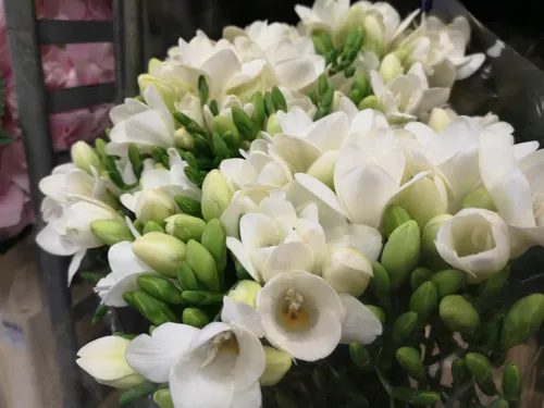 „Pasaulio gėlės“ / Organizatorių nuotr.