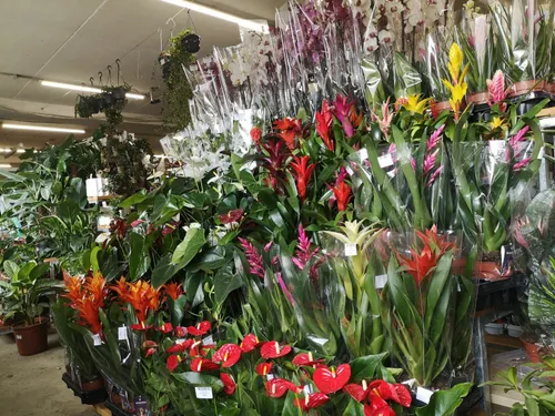 „Pasaulio gėlės“ / Organizatorių nuotr.