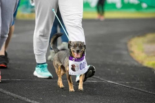 „IKI Ėjimo varžybos“ / Organizatorių nuotr.