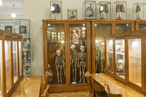 Anatomijos muziejus