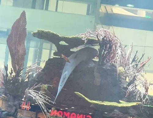 Nejudantis ryklys „Megos“ akvariume
