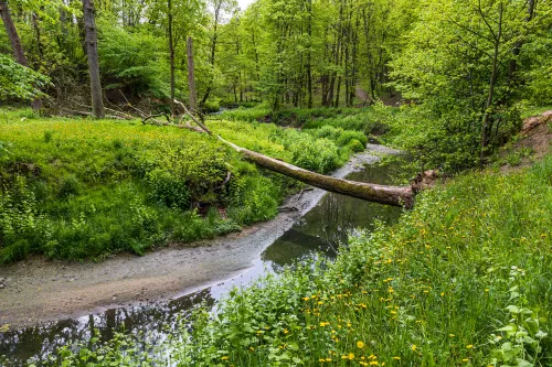 Adomo Mickevičiaus slėnis