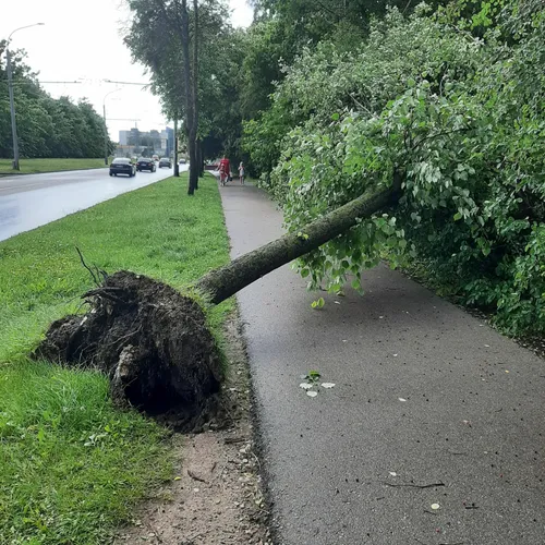 Nuvirtęs medis Krėvės pr.