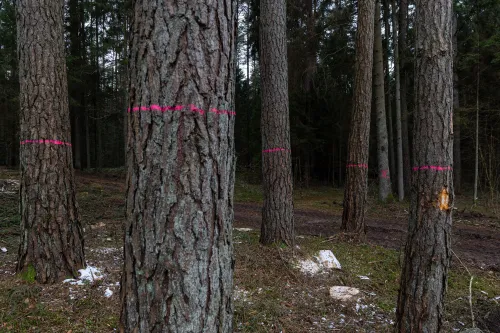 Kertamos pušys Kačerginėje