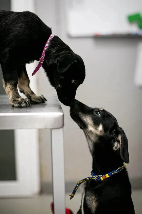 „Penkta koja“ globotiniai