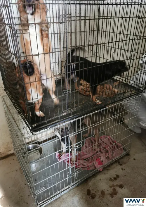 Gyvūnų prieglauda „Penkta koja“ / VMVT nuotr.